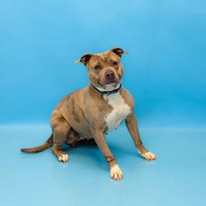 Primary Color Grey Secondary Color Merle Weight 45lbs Age 4yrs 3mths 3wks Animal has been Spayed