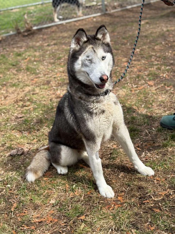 Ivy, an adoptable Siberian Husky in Keswick, ON, L4P 3G1 | Photo Image 1