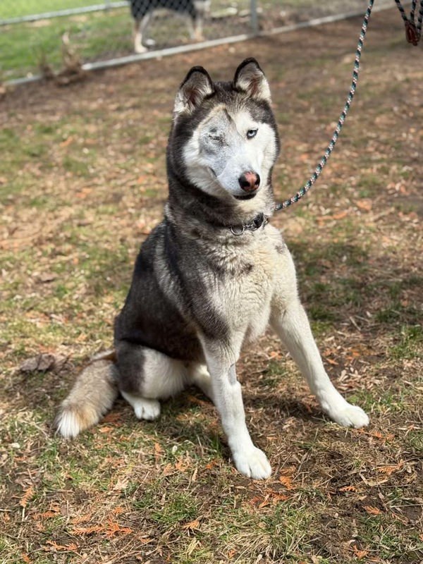Ivy, an adoptable Siberian Husky in Keswick, ON, L4P 3G1 | Photo Image 2
