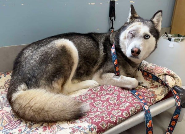 Ivy, an adoptable Siberian Husky in Keswick, ON, L4P 3G1 | Photo Image 3