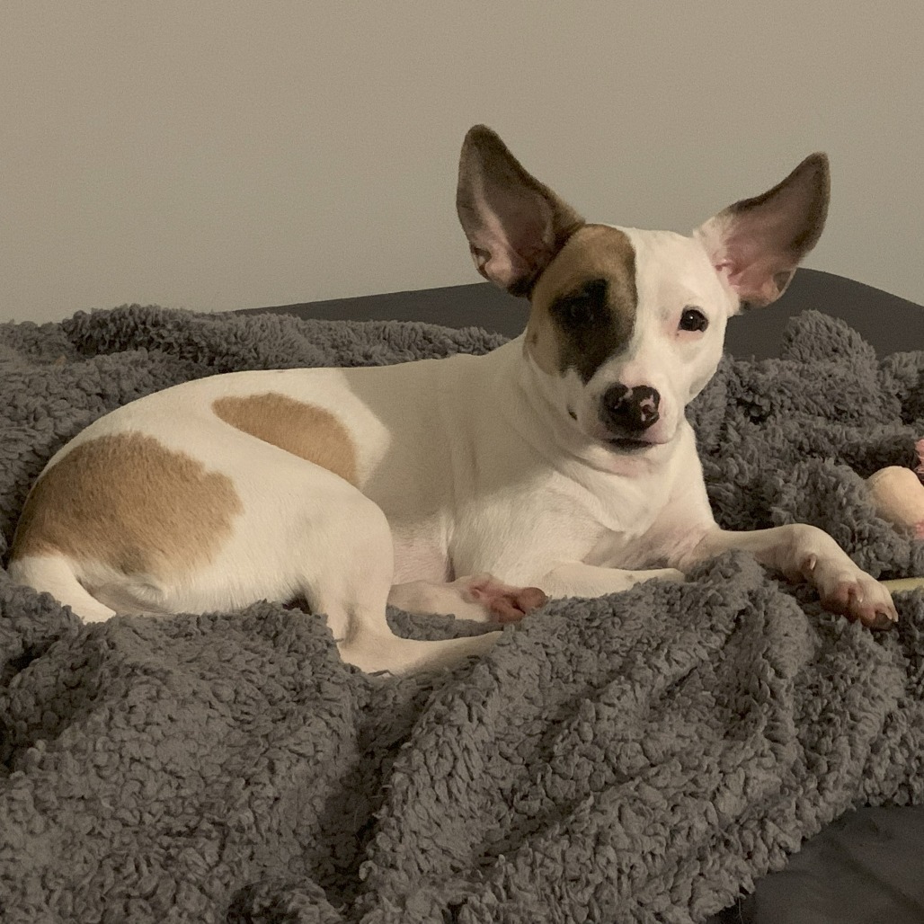 Kenzie, an adoptable Feist, Mixed Breed in Fairfax Station, VA, 22039 | Photo Image 1
