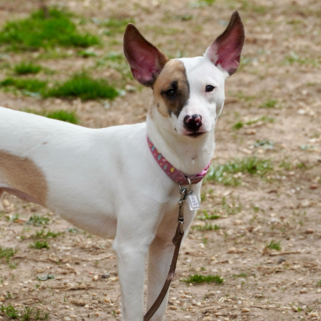 Kenzie, an adoptable Feist, Mixed Breed in Fairfax Station, VA, 22039 | Photo Image 3