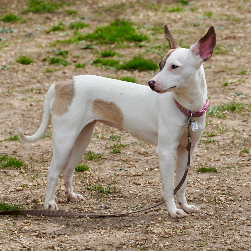 Kenzie, an adoptable Feist, Mixed Breed in Fairfax Station, VA, 22039 | Photo Image 4