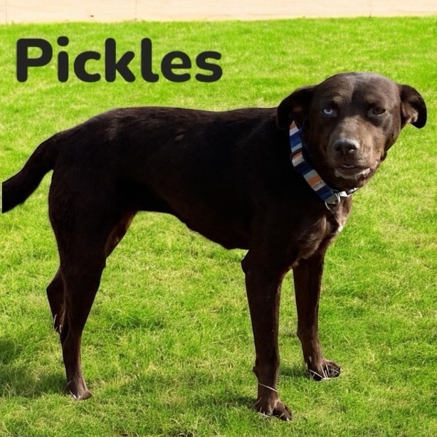 Pickles