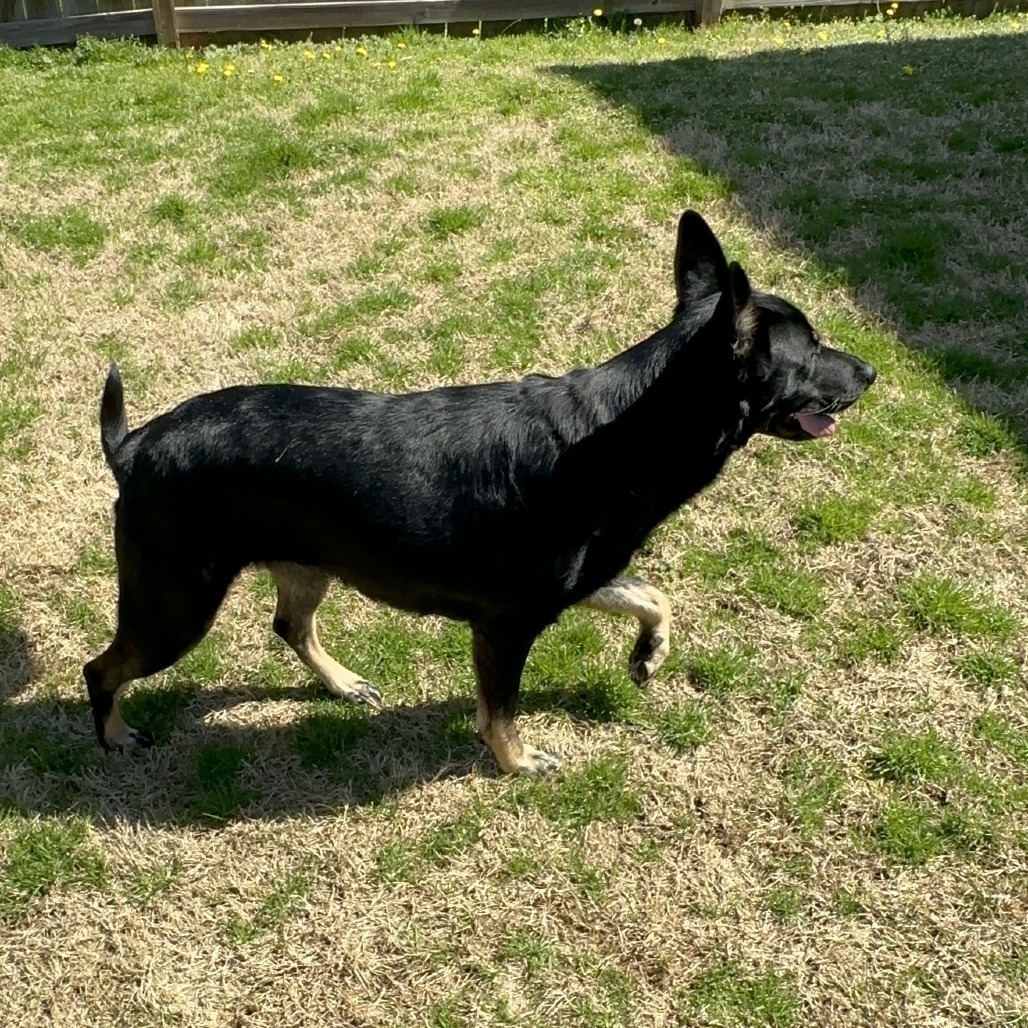 Ember