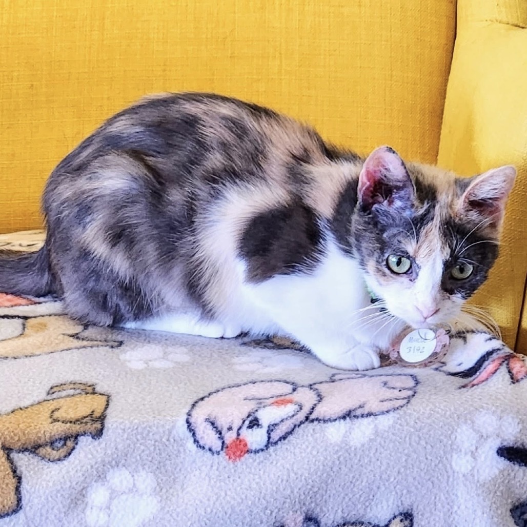 Maeve