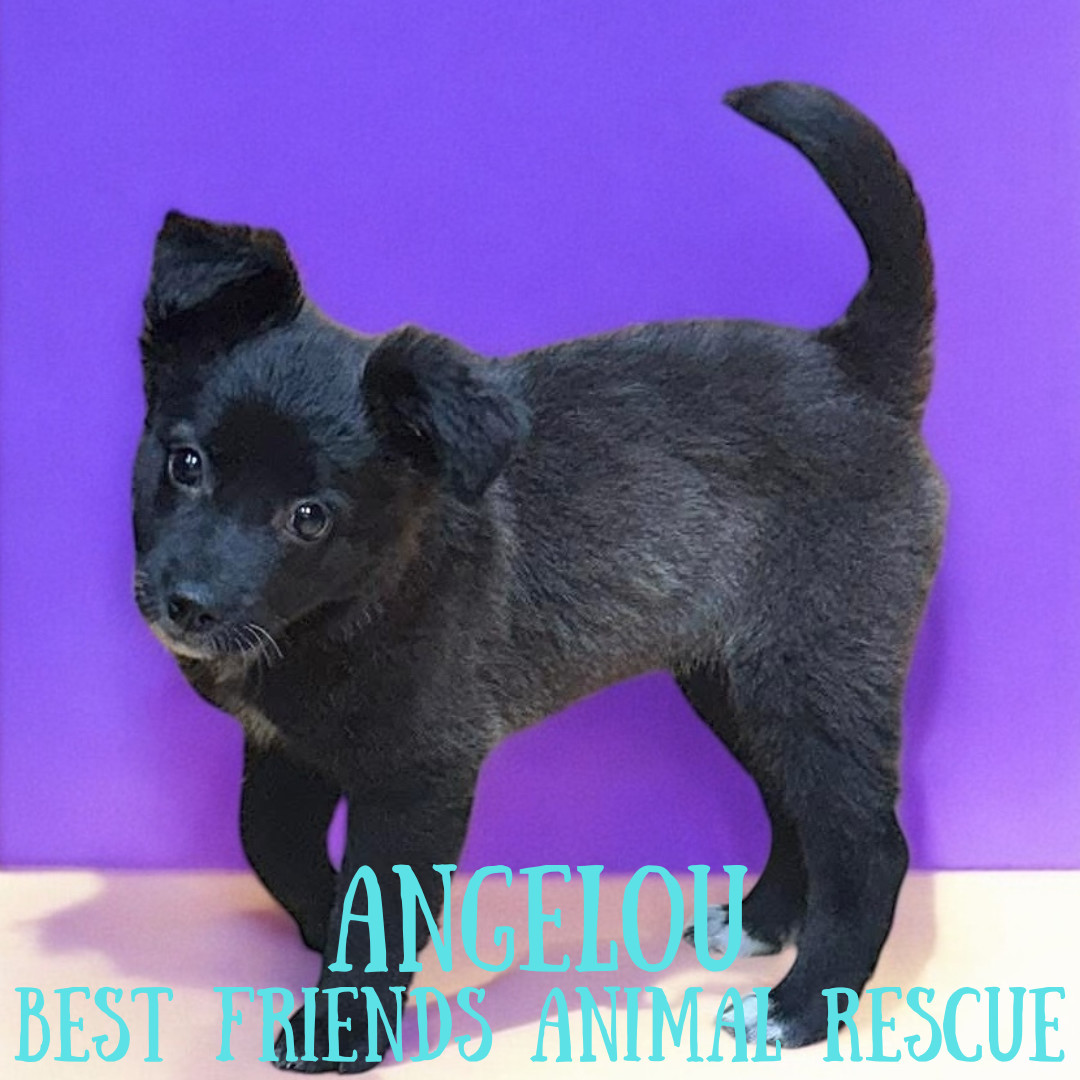 Angelou, an adoptable Labrador Retriever in Wasilla, AK, 99654 | Photo Image 1