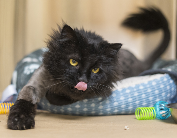 Meowowl