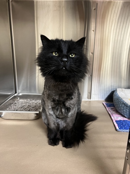 Meowowl