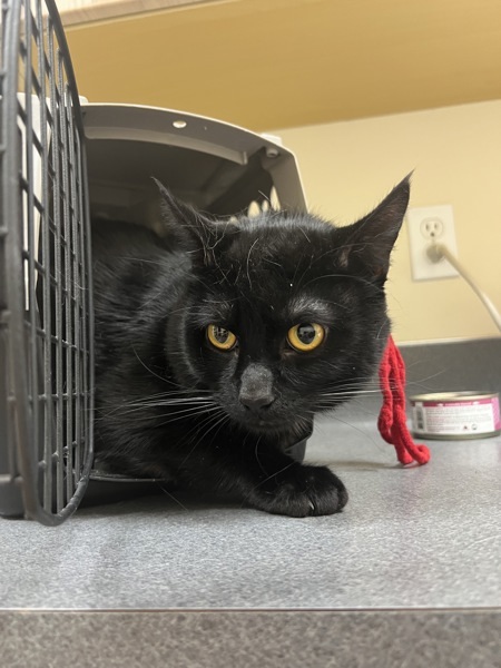 Cordy, an adoptable Domestic Medium Hair in Kennewick, WA, 99336 | Photo Image 1