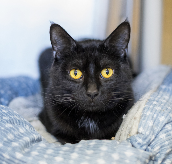 Cordy, an adoptable Domestic Medium Hair in Kennewick, WA, 99336 | Photo Image 1