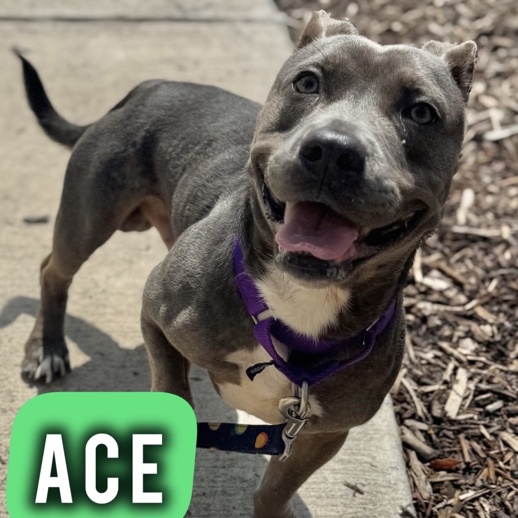 Ace
