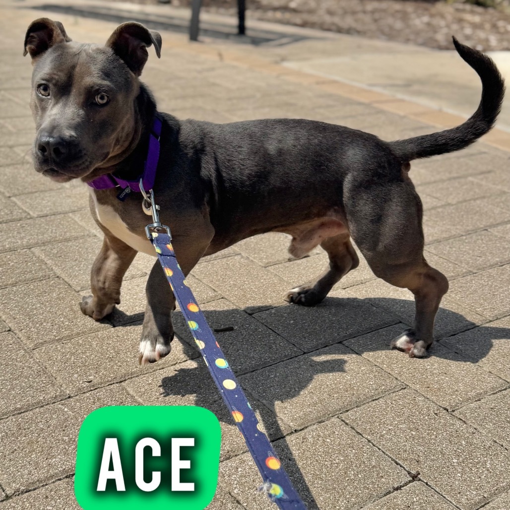 Ace