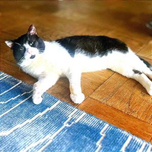 Panda Domestic Short Hair Cat