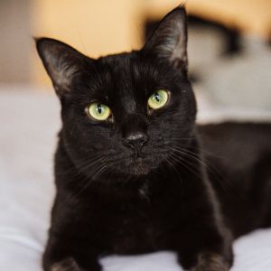 Ozzie is currently in foster care and ready for adoption via our virtual process Learn more about h