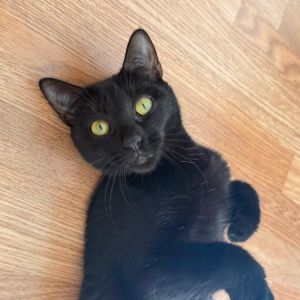 Jynx is currently in foster care and ready for adoption via our virtual process Learn more about he