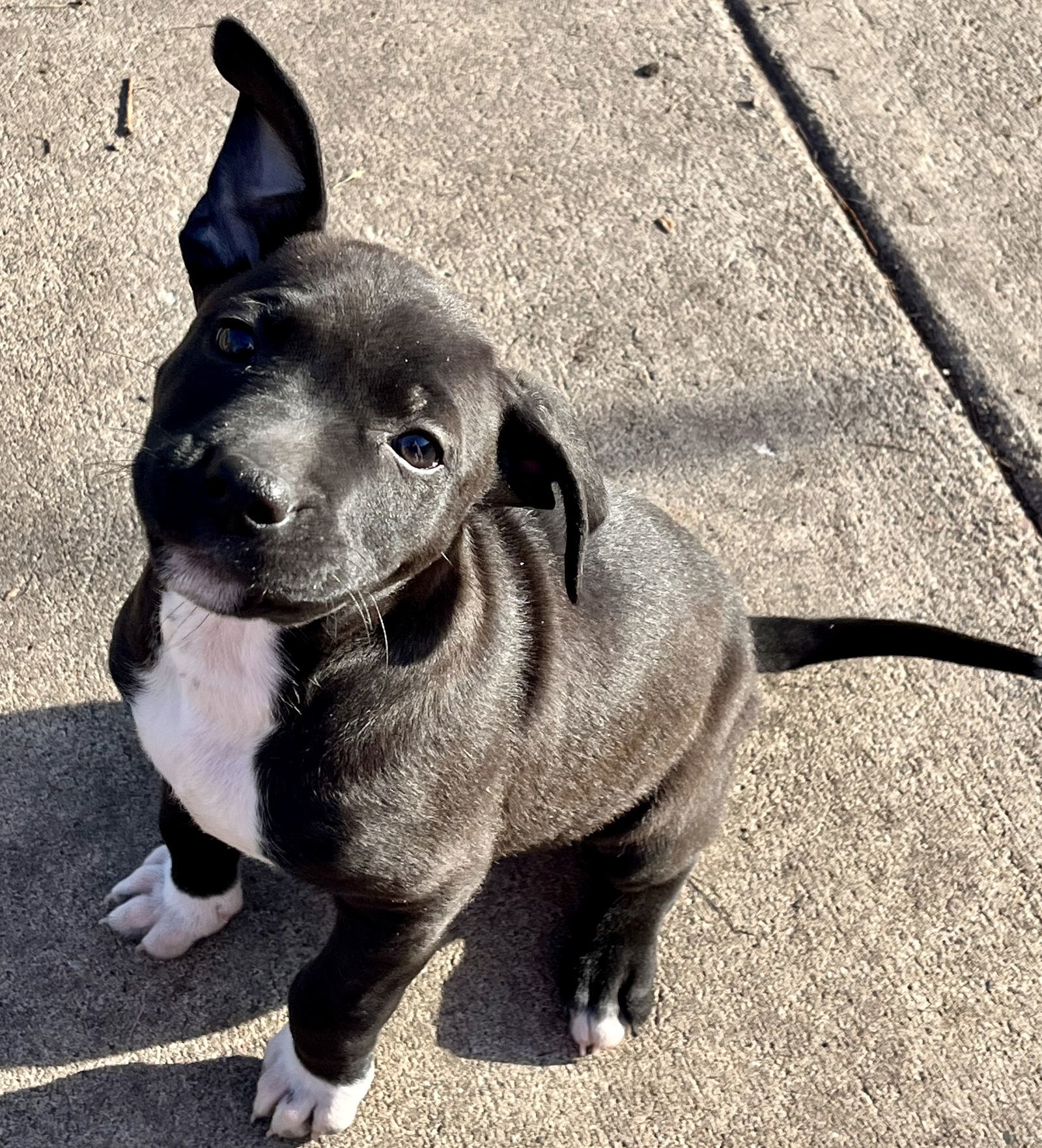 Oliver