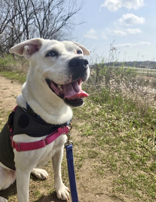 Suki