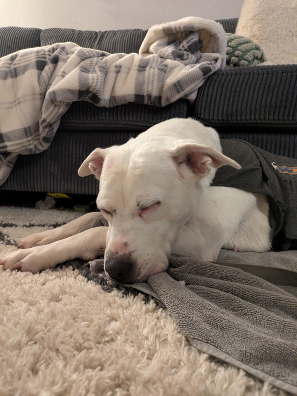 Suki