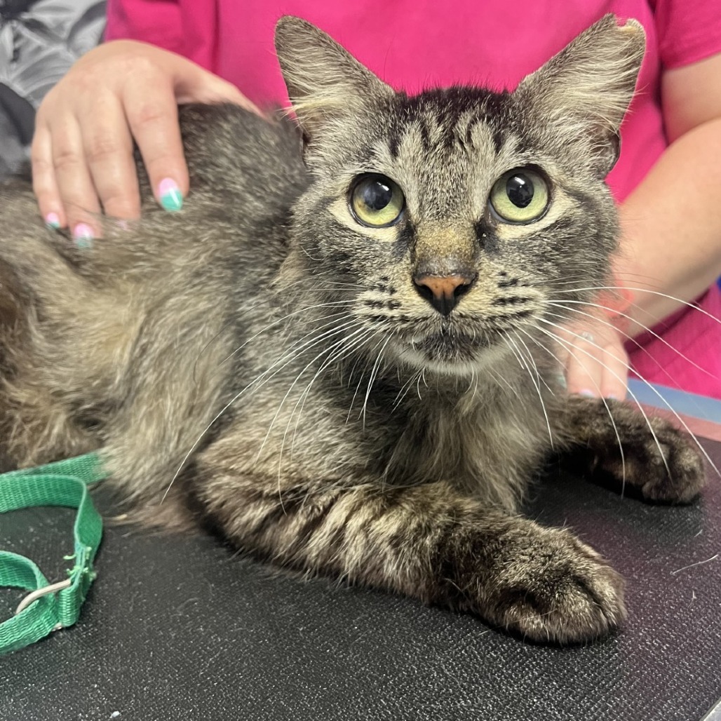 Fluffy, an adoptable Domestic Medium Hair in Wahiawa, HI, 96786 | Photo Image 1