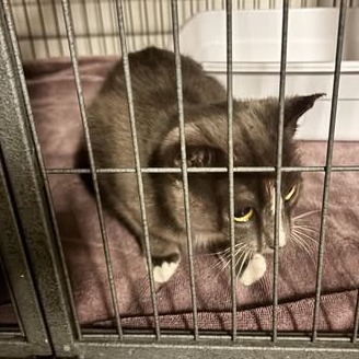 Lilac, an adoptable Domestic Short Hair in Nampa, ID, 83686 | Photo Image 2