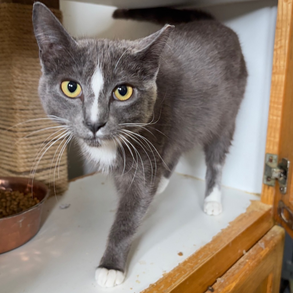 Lilac, an adoptable Domestic Short Hair in Nampa, ID, 83686 | Photo Image 3