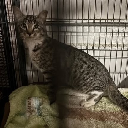 Maxine, an adoptable Domestic Short Hair in Nampa, ID, 83686 | Photo Image 2