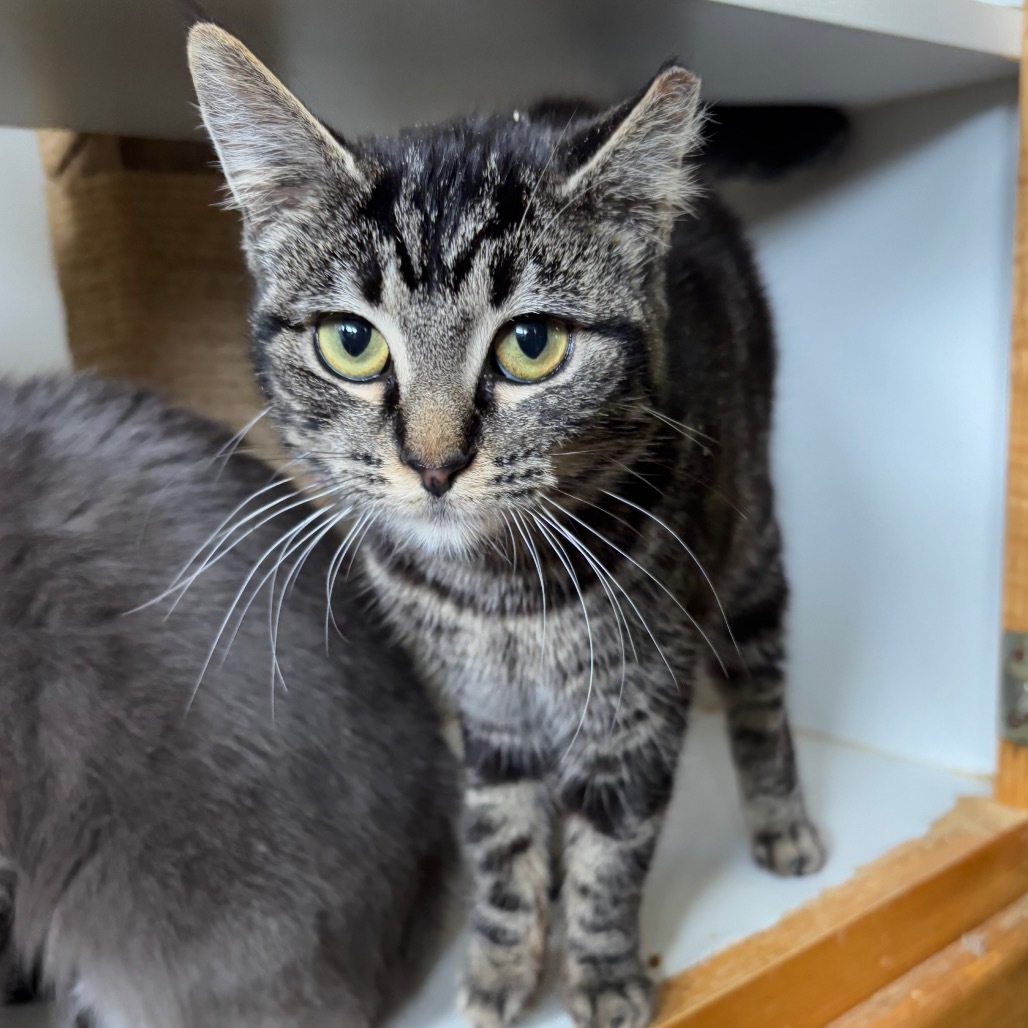 Sofia, an adoptable Domestic Short Hair in Nampa, ID, 83686 | Photo Image 1