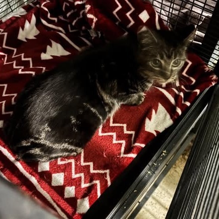 Sofia, an adoptable Domestic Short Hair in Nampa, ID, 83686 | Photo Image 2
