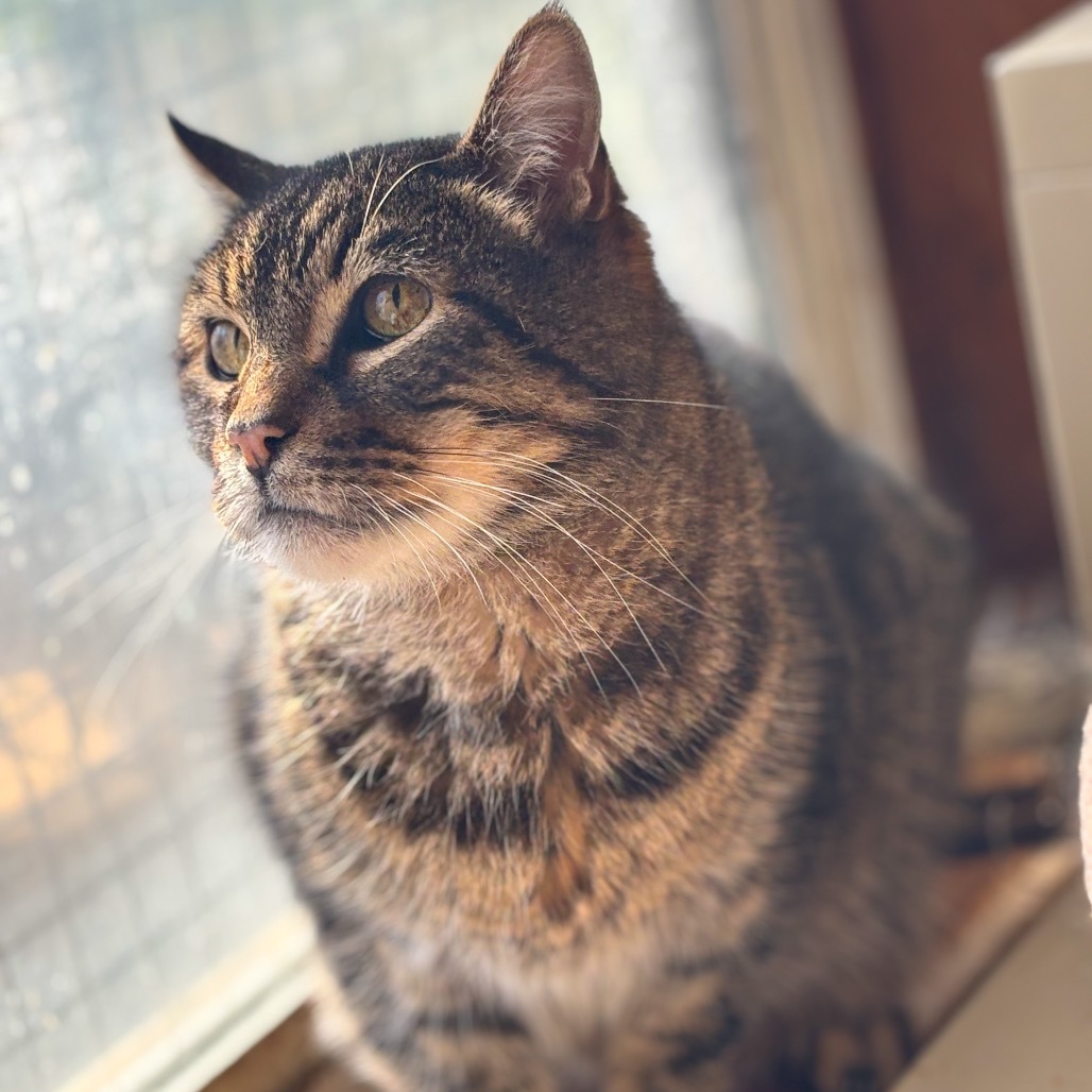 George, an adoptable Domestic Short Hair in Nampa, ID, 83686 | Photo Image 1