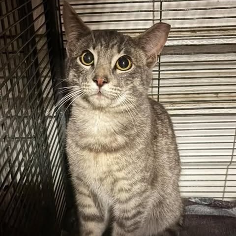 Skipper, an adoptable Domestic Short Hair in Nampa, ID, 83686 | Photo Image 1