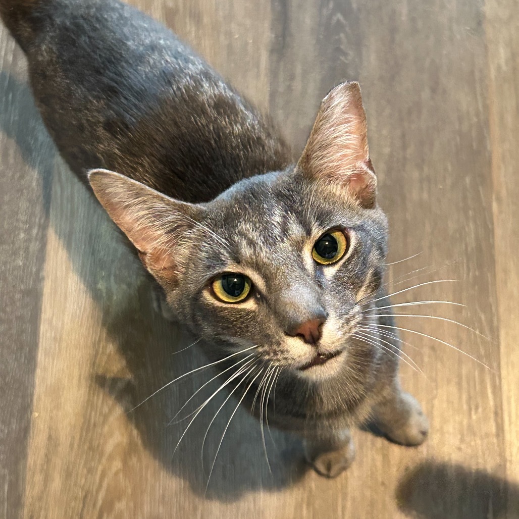 Skipper, an adoptable Domestic Short Hair in Nampa, ID, 83686 | Photo Image 1