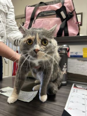 Remy, Adult Female Domestic Medium Hair