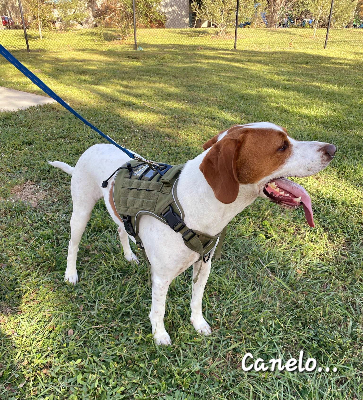 Canelo