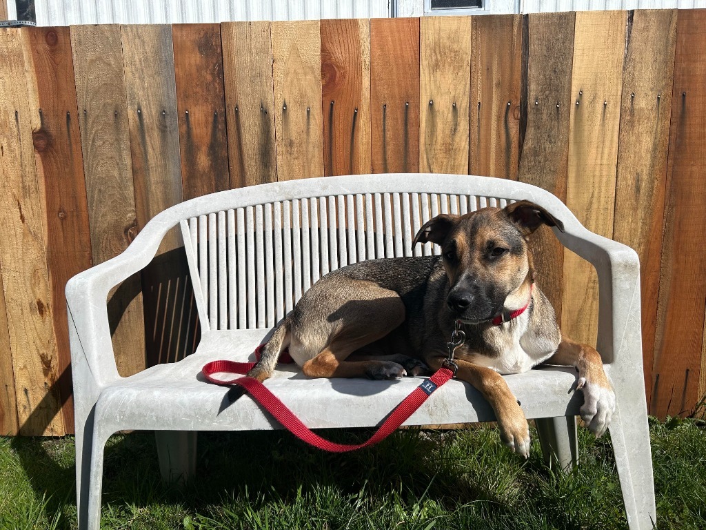 Loki