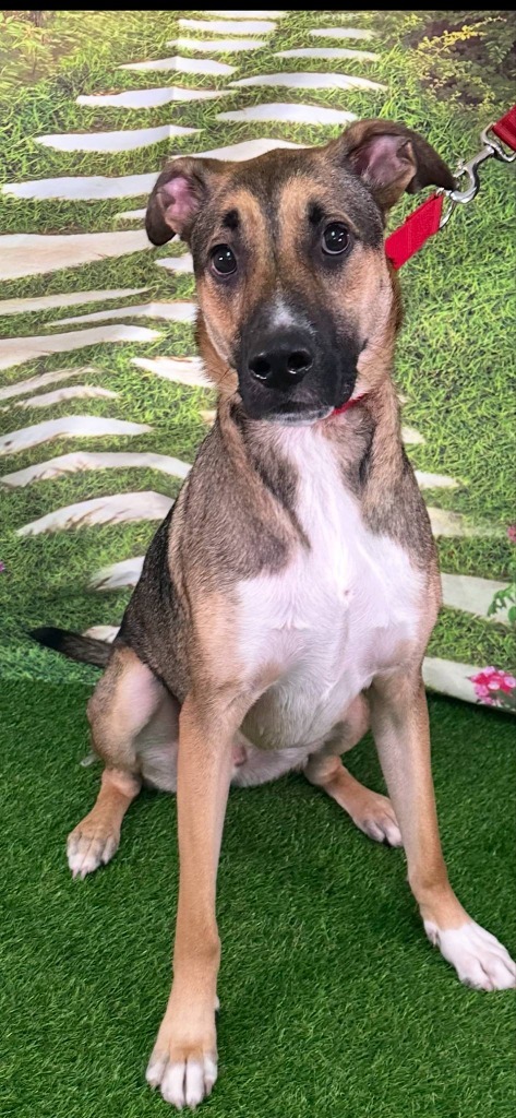 Loki, an adoptable German Shepherd Dog in Brookings, OR, 97415 | Photo Image 1