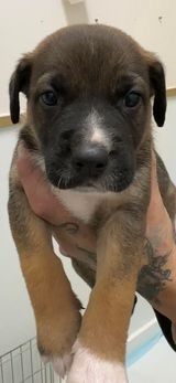 Loki, an adoptable German Shepherd Dog in Brookings, OR, 97415 | Photo Image 2