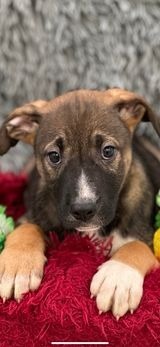 Loki, an adoptable German Shepherd Dog in Brookings, OR, 97415 | Photo Image 3