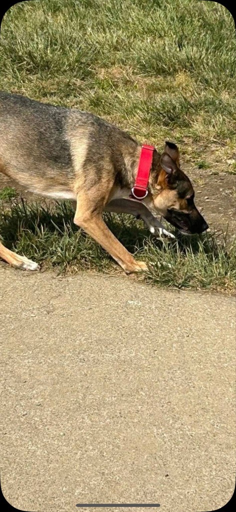 Loki, an adoptable German Shepherd Dog in Brookings, OR, 97415 | Photo Image 6