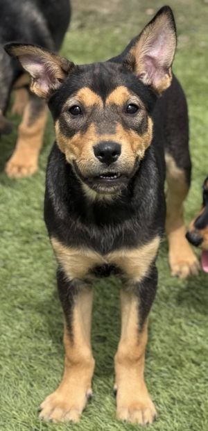 You can fill out an adoption application online on our official websiteToph - T