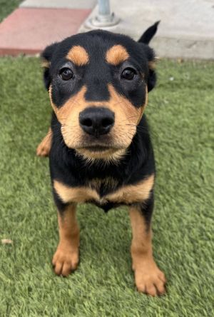 You can fill out an adoption application online on our official websiteMeet Kora - Our Christmas Mi