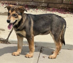 You can fill out an adoption application online on our official websiteMeet Katara - The Fearless C