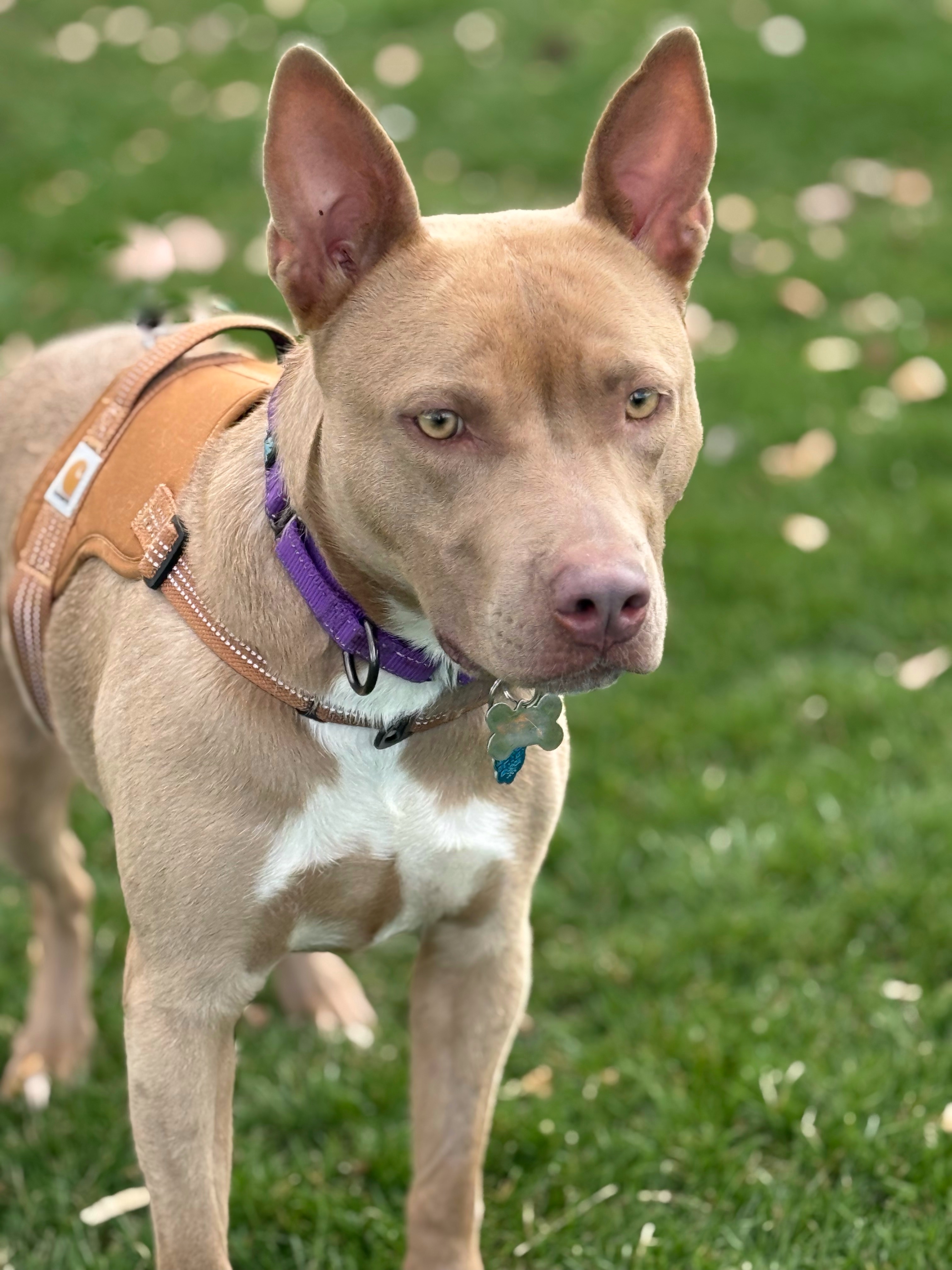 Misty, an adoptable American Staffordshire Terrier in Twin Falls, ID, 83301 | Photo Image 1