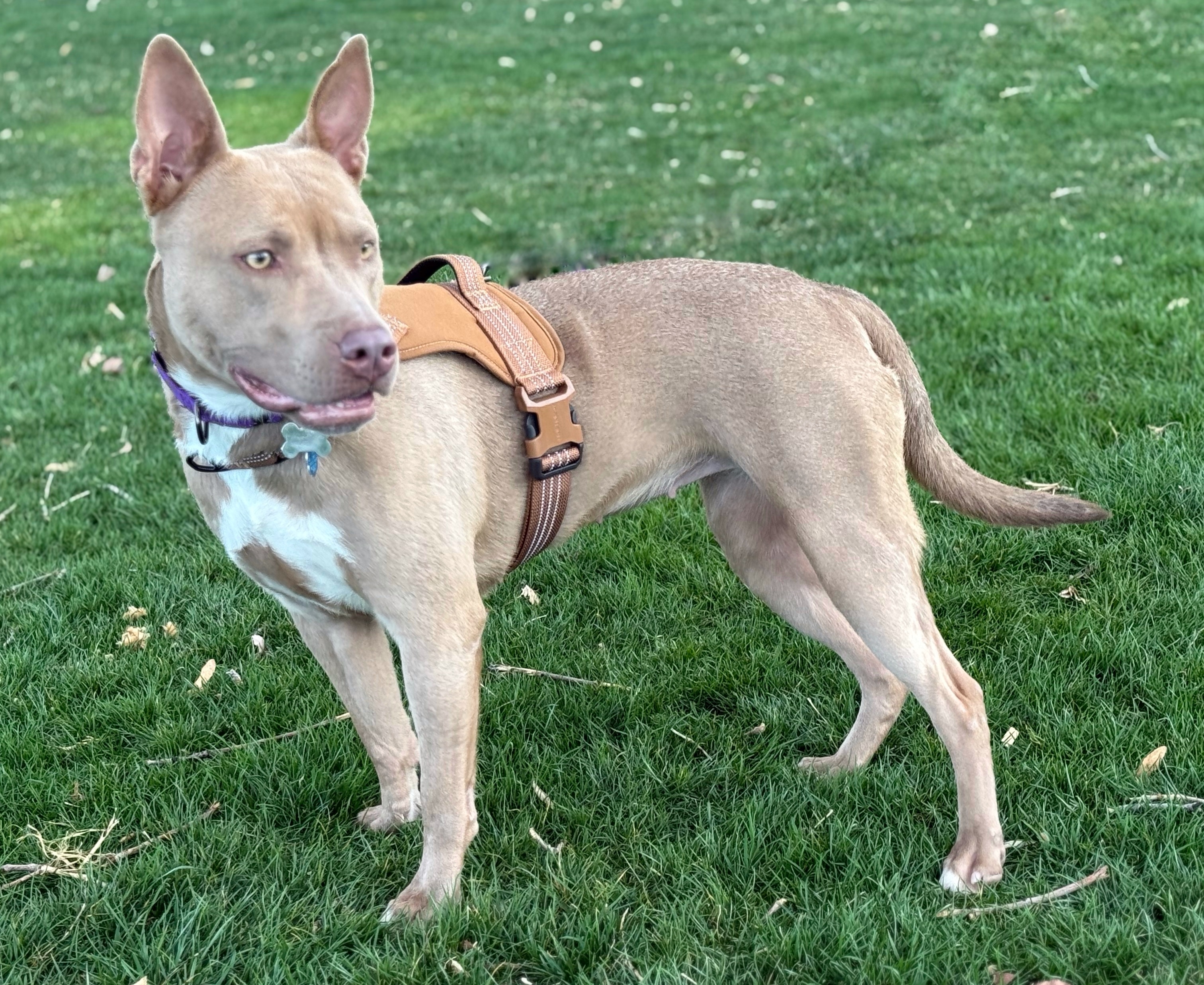 Misty, an adoptable American Staffordshire Terrier in Twin Falls, ID, 83301 | Photo Image 2