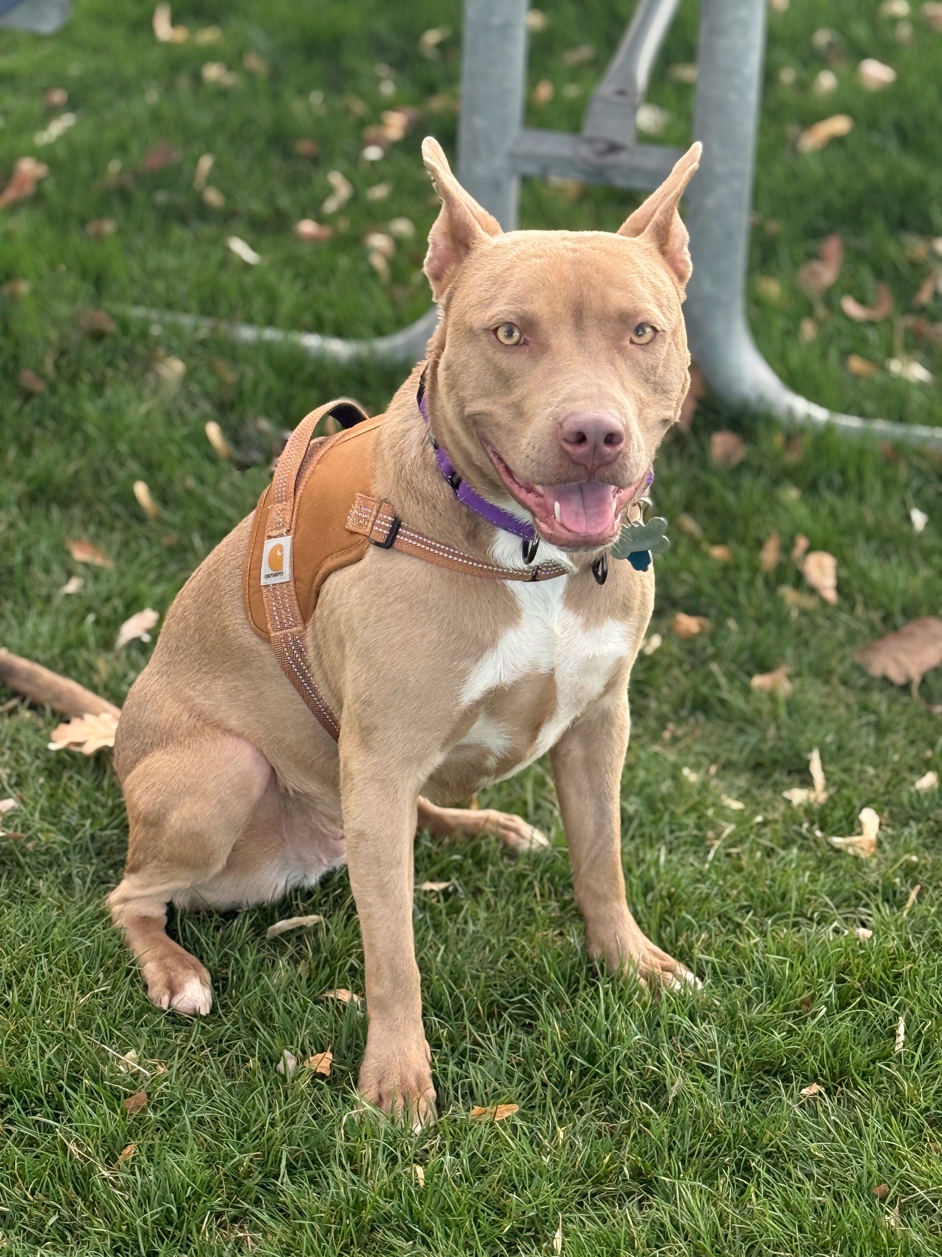 Misty, an adoptable American Staffordshire Terrier in Twin Falls, ID, 83301 | Photo Image 3