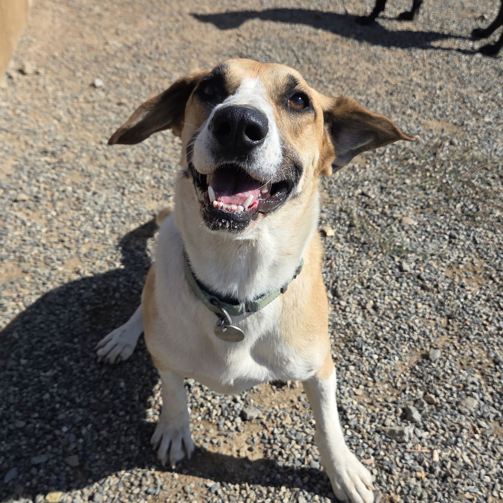Malfoy, an adoptable Basset Hound, Terrier in Yreka, CA, 96097 | Photo Image 1