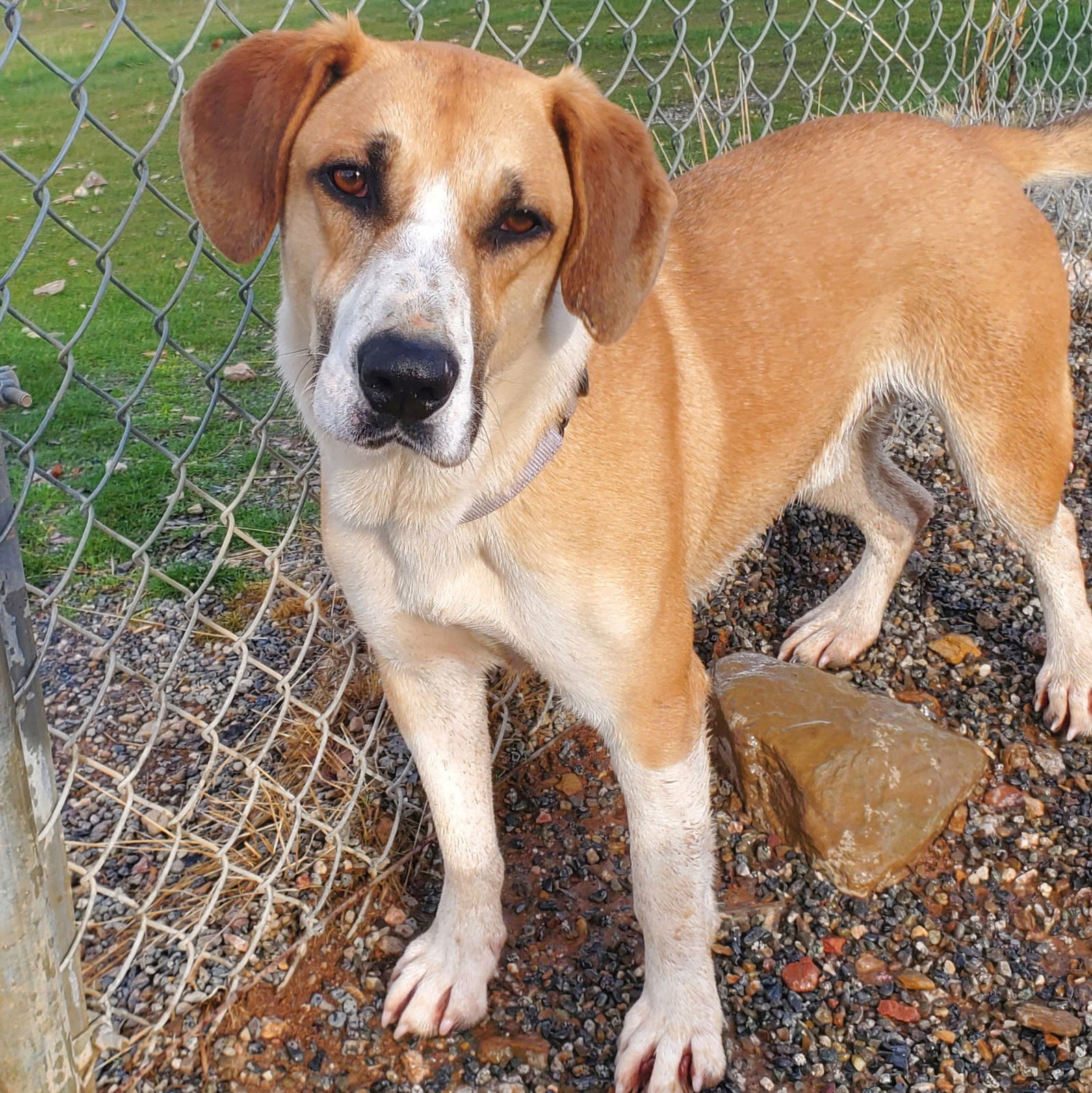 Malfoy, an adoptable Basset Hound, Terrier in Yreka, CA, 96097 | Photo Image 2
