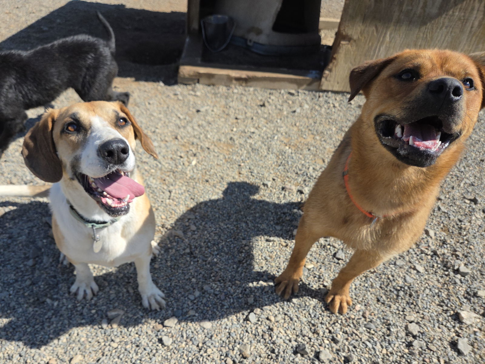 Malfoy, an adoptable Basset Hound, Terrier in Yreka, CA, 96097 | Photo Image 3