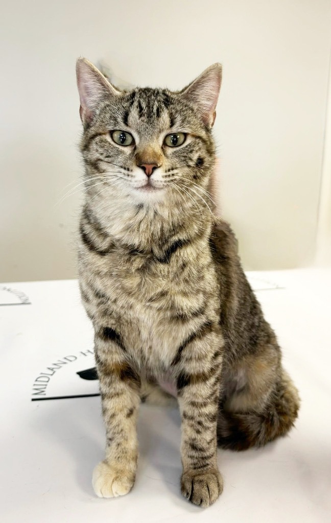 Beans, an adoptable Domestic Short Hair in Midland, TX, 79707 | Photo Image 1