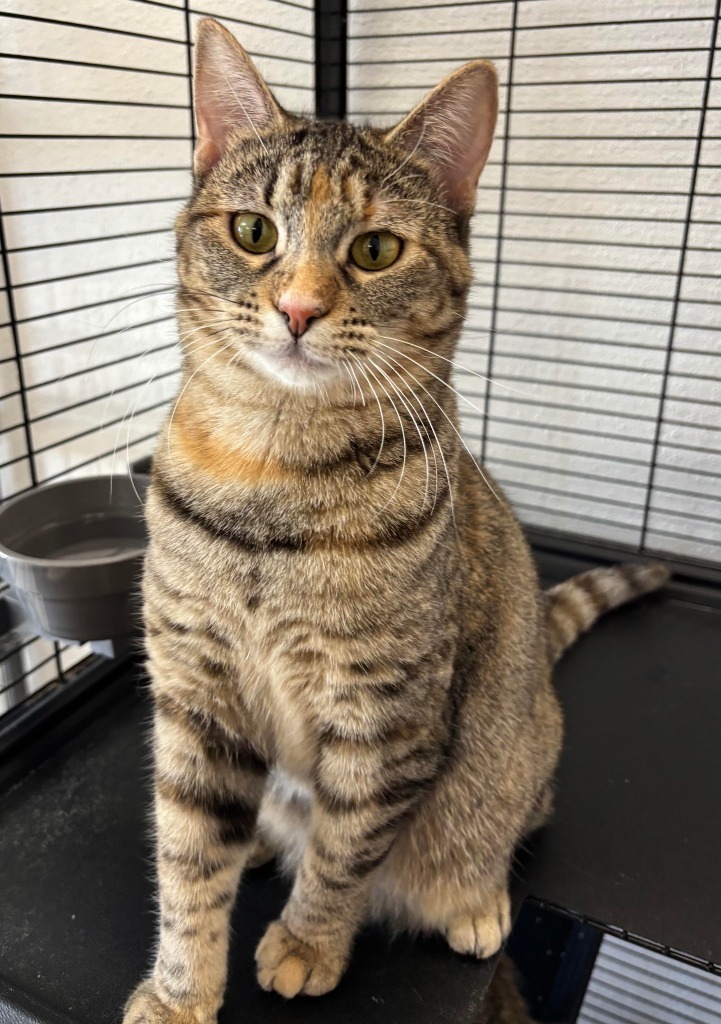 Beans, an adoptable Domestic Short Hair in Midland, TX, 79707 | Photo Image 1